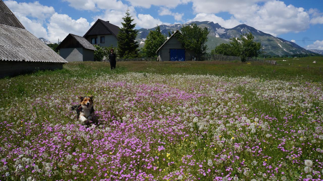 Kovcica Rooms Žabljak Exteriér fotografie